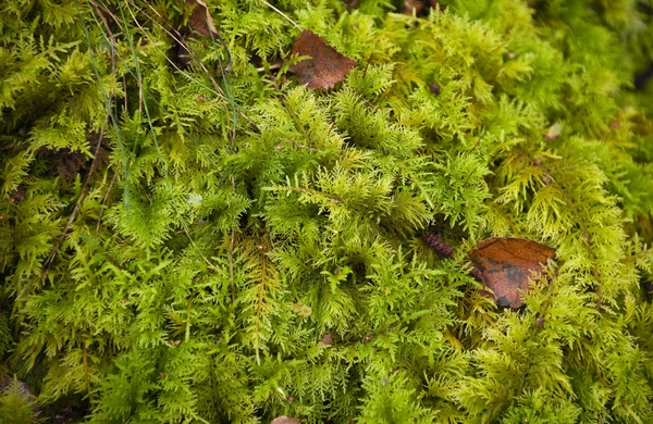 closeup view of moss