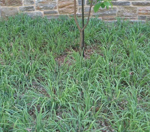 sedge surrounding small tree trunk in front of brick wall