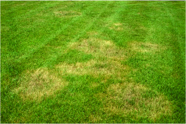 brown spots on lawn