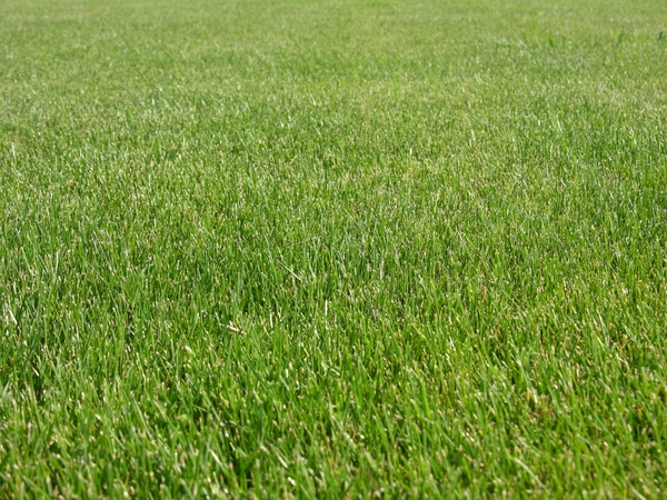 A photo of perennial ryegrass turf