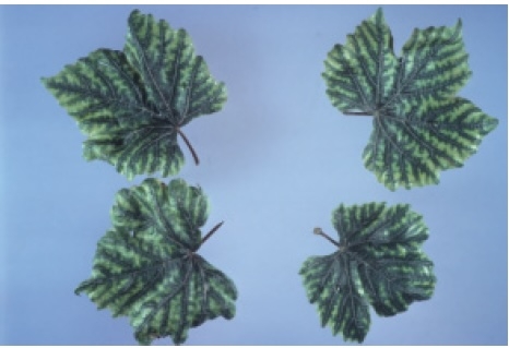 Leaves with yellowing between leaf veins