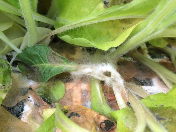 Photo showing white fungus growing on seedling from collar rot