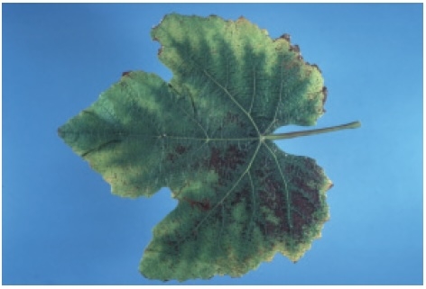 Leaf with yellowing around margins