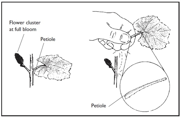 Illustration of Flower cluster at full bloom and petiole.