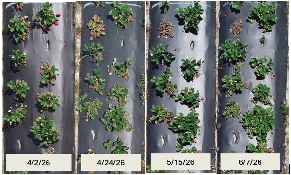 Collage of photos of row of strawberry plants on different dates from April into June
