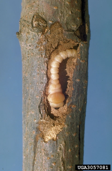 A small cream colored larvae beneath tree bark.