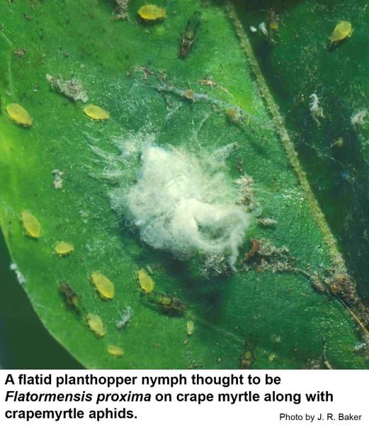 snowy planthopper nymph