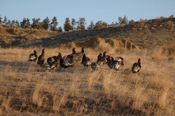 Photo of Wild turkey flock in field setting