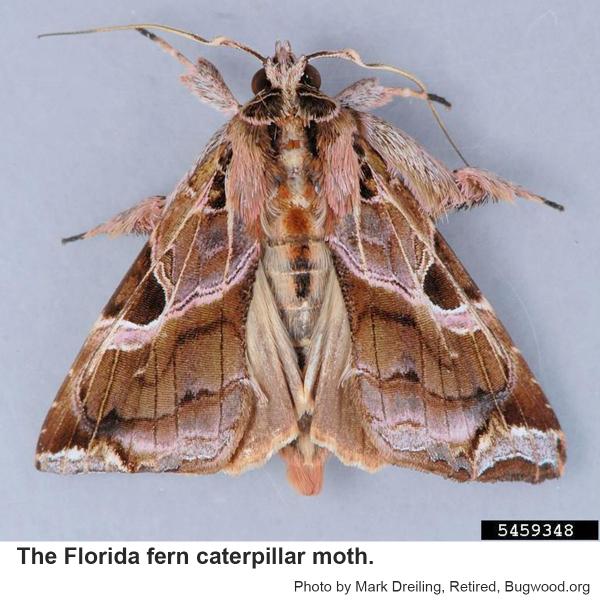 Florida fern caterpillar moth