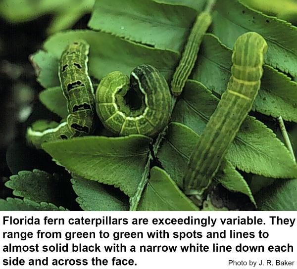 Florida fern caterpillars