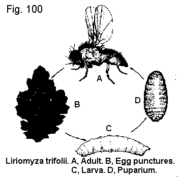 Figure 100. Liriomyza trifolii. A. Adult. B. Egg punctures. C. L