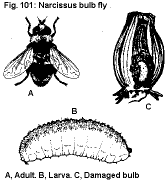 Figure 101. Narcissus bulb fly. A. Adult. B. Larva. C. Damaged b