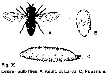 Figure 99. Lesser bulb flies. A. Adult. B. Larva. C. Puparium.