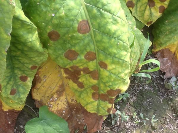 Photo of Phytophthora nicotianae leaf spot on tobacco leaf