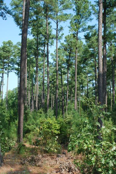 Photo of forest edge with thinned canopy and shrubby cover