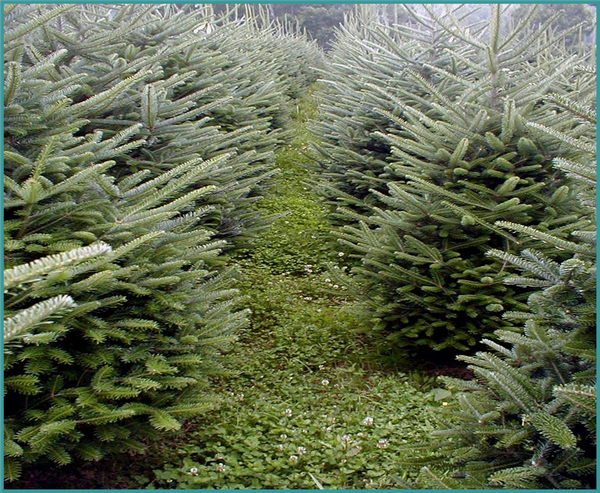 Living clover ground cover shown between two rows of Fraser fir Christmas trees with vigorous new growth on trees