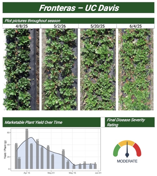 Plot pictures throughout season and graph of Marketable Plant Yield Over Time