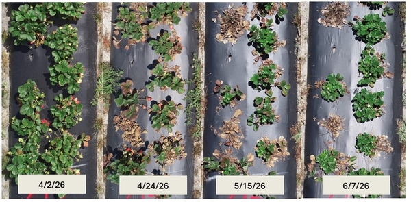 Collage of photos of row of strawberry plants on different dates from April into June