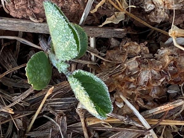 Photo of frost on NC soybeans