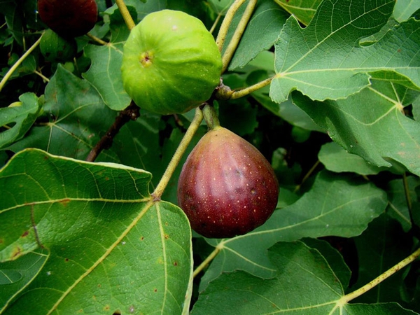 Ripe and unripe fruit growing on a fig tree.