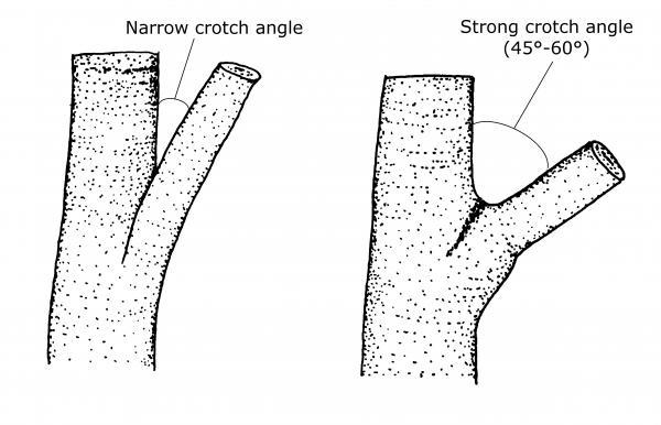 Two examples of fruit tree branch angles of attachment. A “narrow crotch angle” measures less than 45 degrees, while a “strong crotch angle” measures between 45 and 60 degrees.