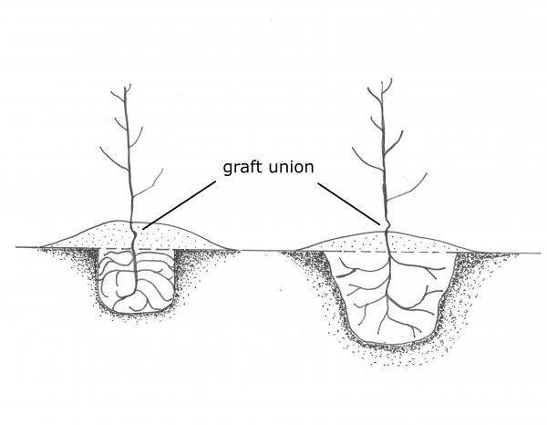 Improper planting with soil above the graft union and a small hole with crowded roots vs. proper planting with graft union just above the soil and space around roots.