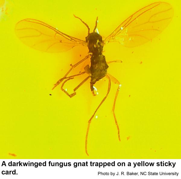 New 10x Dual-Sided Yellow Sticky Traps for Flying Plant Insect Like Fungus Gnats 