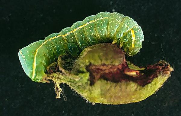 GFW larva, late instar