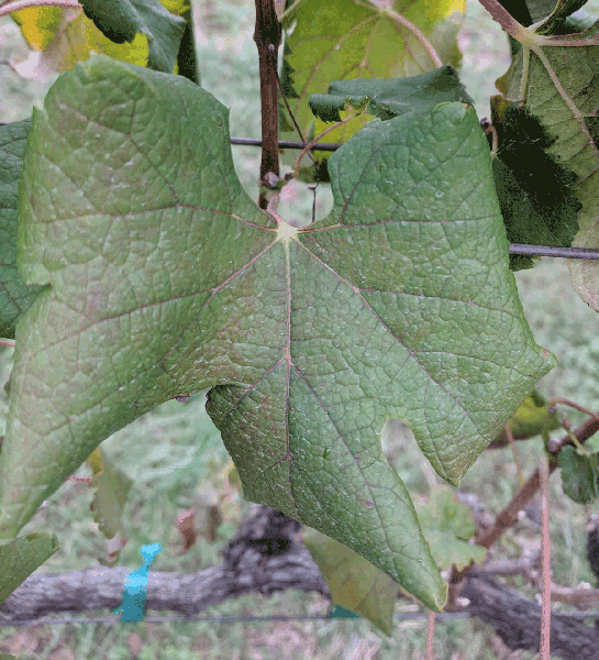Leaf with red veins and few rolling edges