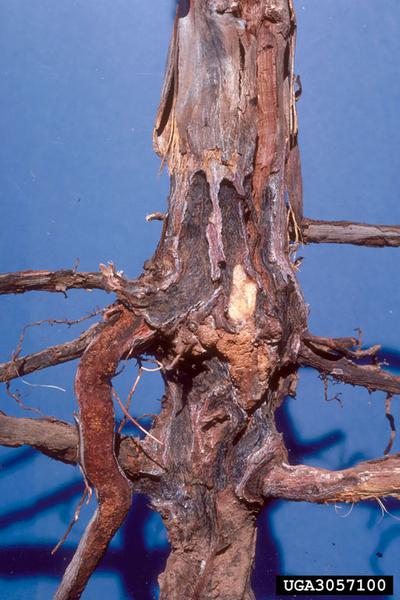 Grape root borer root damage