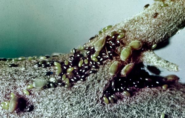Aphids with eggs