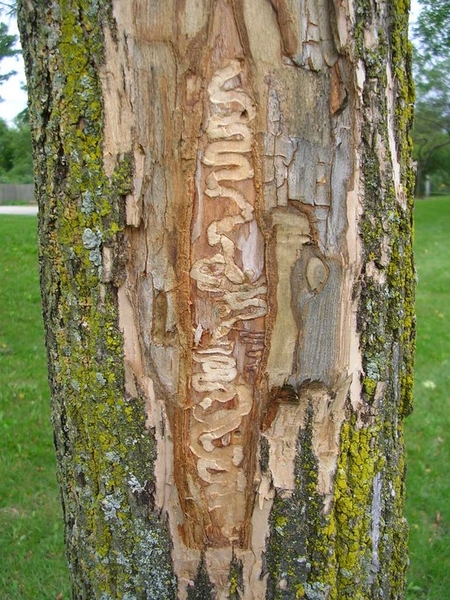 Bark removed from tree, revealing serpentine tunnels underneath