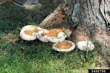 white and gold colored fungal growths at the base of a tree