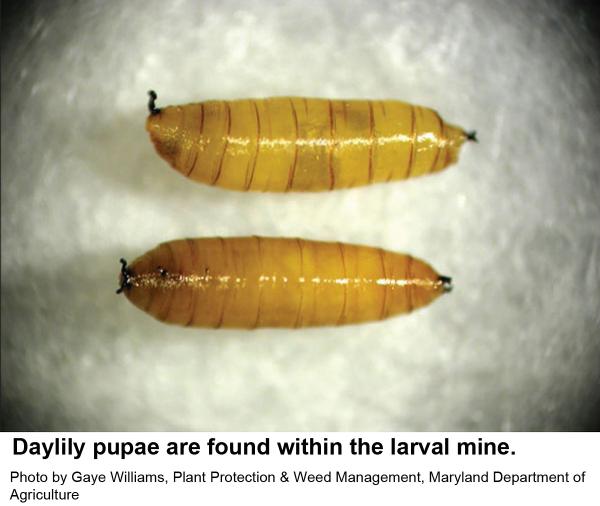 Daylily leafminer pupae