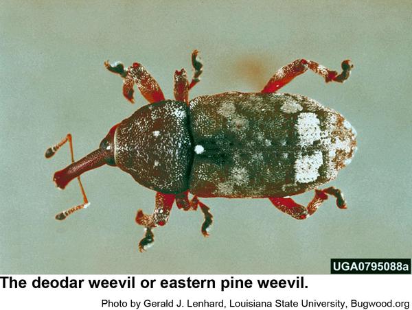This deodar weevil is somewhat reddish.