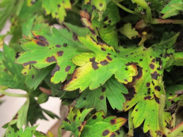 Geranium leaves with spots
