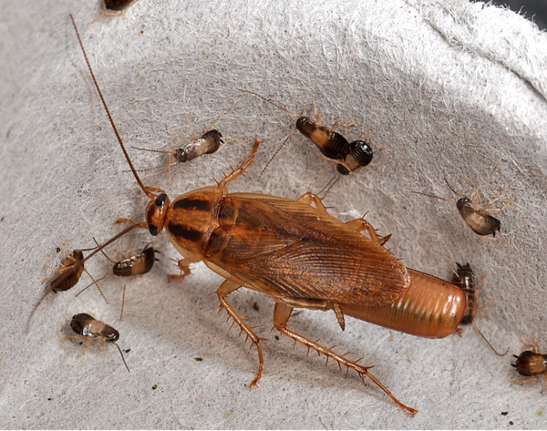 German cockroach adult and nymphs.