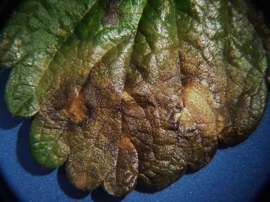 Gnomonia leaf blotch on leaf