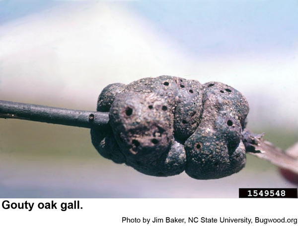 Gouty oak gall