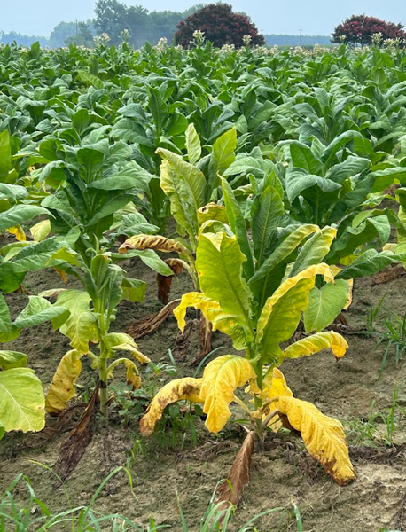 Wilting tobacco plant affected by Ralstonia solanacearum