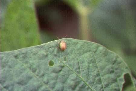 Photo of grape colaspis beetle