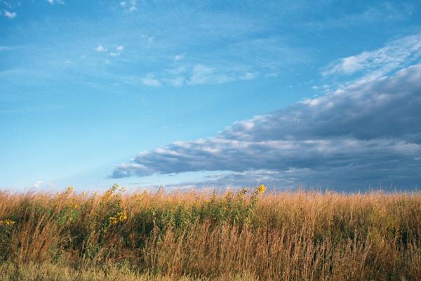 Image of field and sky with grass, forbes without trees or shrub