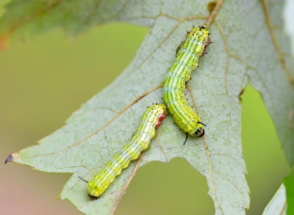 Dorsal greenstriped mapleworm