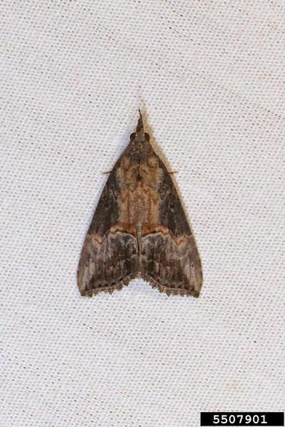 Moth resting on cloth
