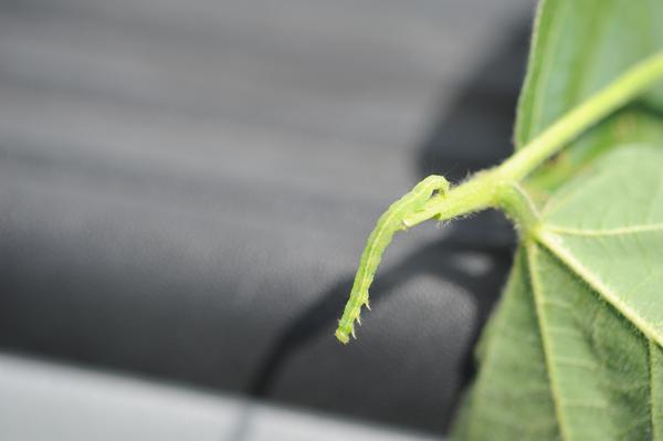 Caterpillar dangling from leaf