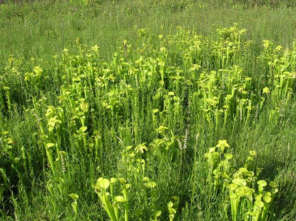 Photo of green pithcer plants in a native setting