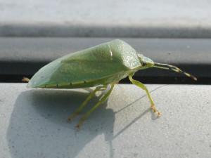 Photo of green stink bug