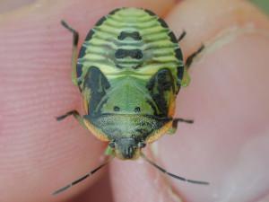 Photo of green stink bug nymph