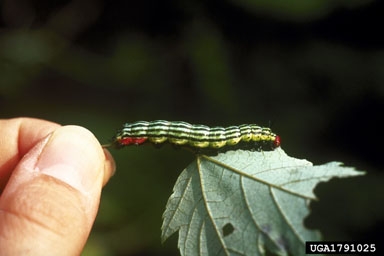 A green caterpillar with black stripes running length-wise