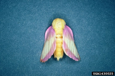 A pink and yellow moth rests on a blue background